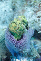 THis is my first Frog fish and I was not expecting it in ... by Edgar Cantillo 